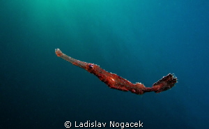 litle friend by Ladislav Nogacek 